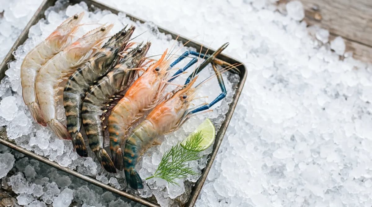 กุ้งขาว กุ้งกุลาดำ และกุ้งแม่น้ำสดวางบนน้ำแข็งบดในถาด