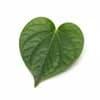 ใบชะพลู (Betel Leaf) วัตถุดิบร้านอาหาร