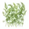 ผักชีลาว (Dill) วัตถุดิบร้านอาหาร