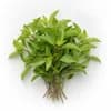 แมงลัก (Thai Lemon Basil) วัตถุดิบร้านอาหาร