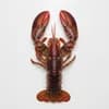 กุ้งมังกร (Lobster) วัตถุดิบร้านอาหาร