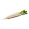 หัวไชเท้า (White Radish) วัตถุดิบร้านอาหาร