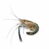 กุ้งแม่น้ำ ราคา 265 บาท/กก. วันนี้
